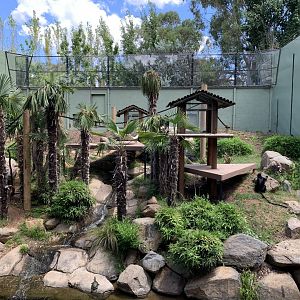 Francois Langur Exhibit