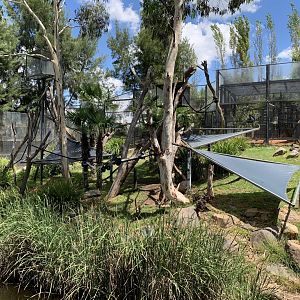 Black-and-white Colobus Exhibit