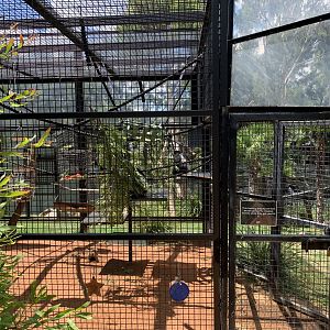 Black-and-white Colobus Holding Area