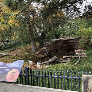 Chinese Alligator exhibit