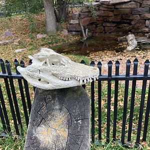 Chinese Alligator exhibit