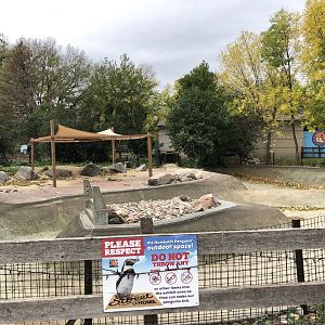 Humboldt Penguin outdoor exhibit