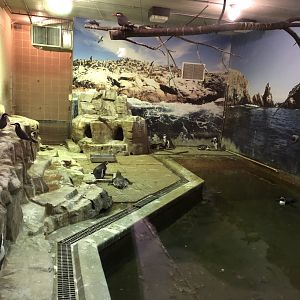 Humboldt Penguin indoor exhibit