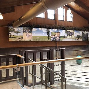Black Rhino indoor exhibit