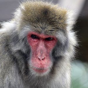 Japanese Macaque