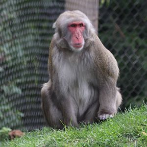 Japanese Macaque