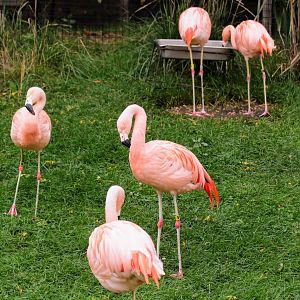Chilean Flamingos