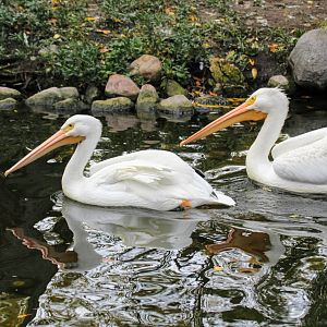 American White Pelicans