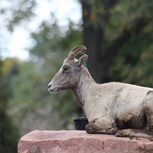 Rocky Mountain Bighorn Sheep