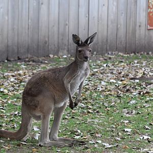 Western Gray Kangaroo