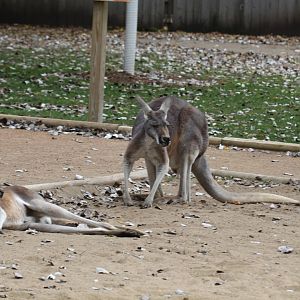 Red Kangaroo