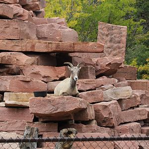Rocky Mountain Bighorn Sheep