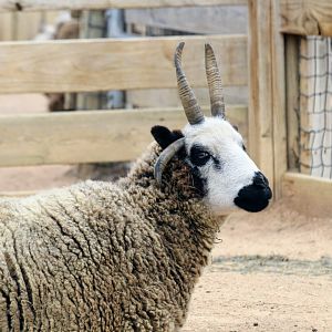 Jacob Sheep