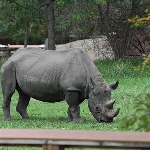 Black Rhinoceros
