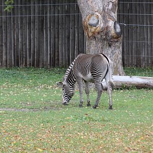 Grevy's Zebra