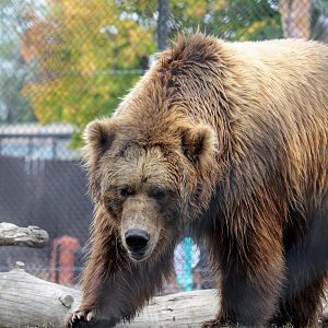 Alaskan Brown Bear