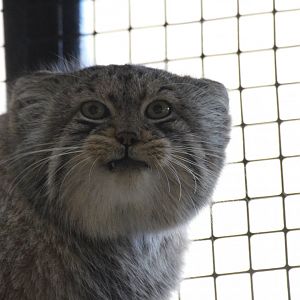Pallas's Cat