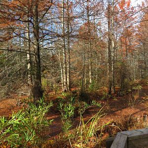Cypress Swamp