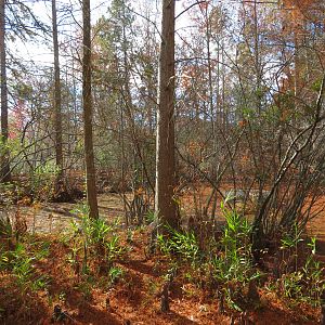 Cypress Swamp