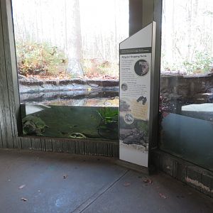 Alligator Snapping Turtle Exhibit