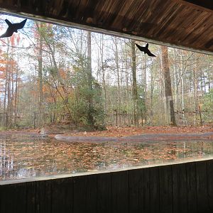 American Alligator Exhibit