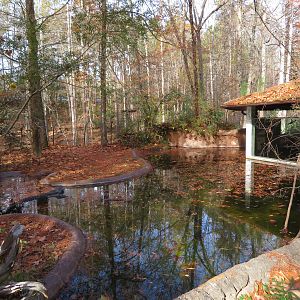 American Alligator Exhibit