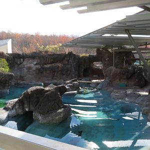 Harbor Seal Exhibit