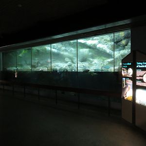 Alcid Exhibit (3 species)