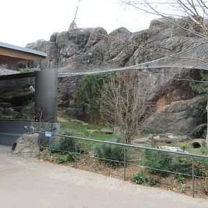 Arctic Fox Exhibit