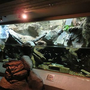 Hellbender/Native Fish Tank