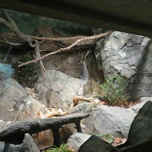 Barred Owl Exhibit