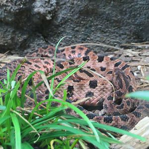 Carolina Pygmy Rattlesnake