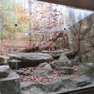 Bobcat Exhibit