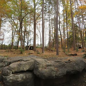 American Black Bear Exhibit