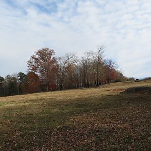 Elk/American Bison Yard