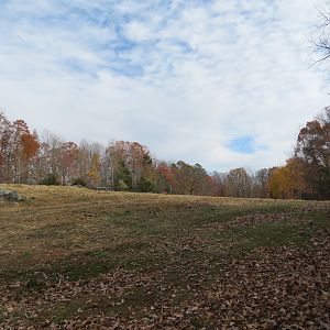 Elk/American Bison Yard