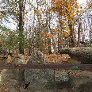Red Wolf Exhibit