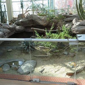 Desert Reptile Exhibit