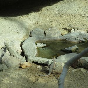 Gorongosa Girdled Lizards