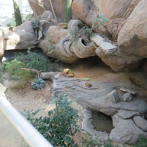 Desert Reptile Exhibit