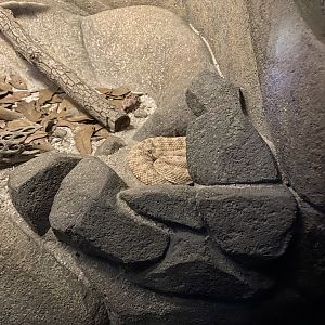 Sidewinder Rattlesnake