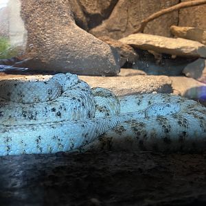 Speckled Rattlesnake