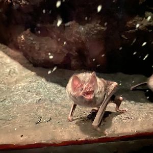 Common Vampire Bat