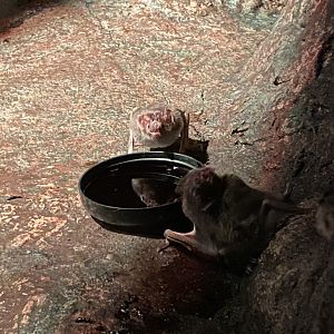 Common Vampire Bats