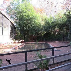 Chilean Flamingo Exhibit