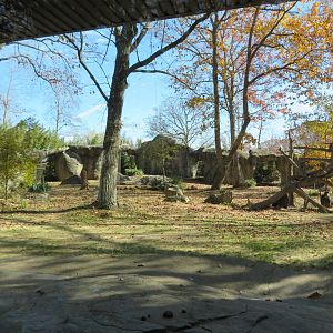 Gorilla Exhibit