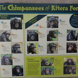 Chimpanzee Signage