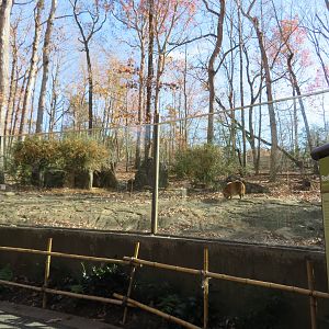 Red River Hog Exhibit
