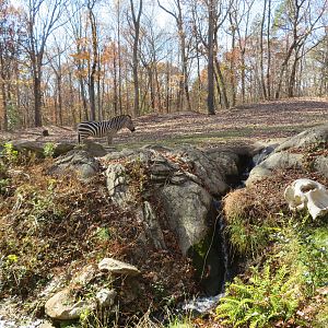 Zebra, Waterfall, Elephant Skull