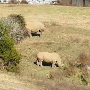 White Rhinos